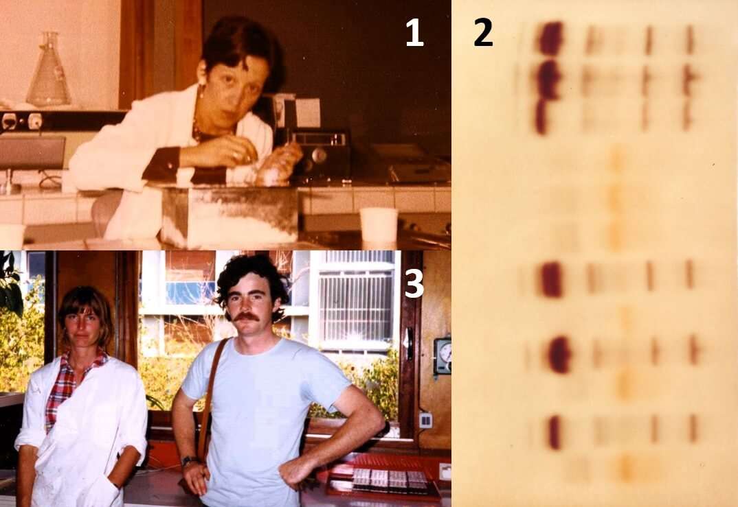1) Nicole Pasteur en 1974 , 2) Janice Britton-Davidian et François Bonhomme en 1981, Premier gel d’électrophorèse révélant deux espèces de rongeurs réalisé par Nicole Pasteur et Janice Britton-Davidian en 1975